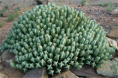 Euphorbia-resinifera-01